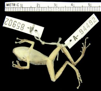 Media type: image; Herpetology A-94492